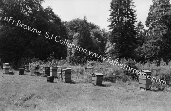 APIARY IN GRAPERY